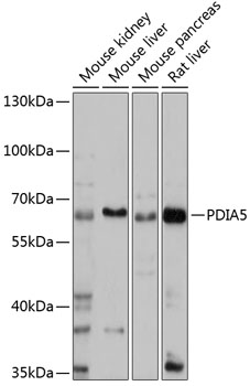 Western blot analysis of extracts of various cell lines using PDIA5 Polyclonal Antibody at 1:1000 dilution.