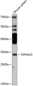 Western blot analysis of extracts of mouse spleen using TSPAN15 Polyclonal Antibody at 1:3000 dilution.