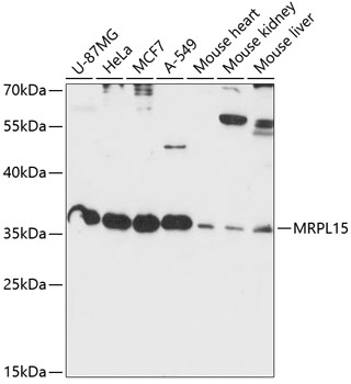 Western blot analysis of extracts of various cell lines using MRPL15 Polyclonal Antibody at 1:1000 dilution.