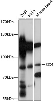 Western blot analysis of extracts of various cell lines using SIX4 Polyclonal Antibody at 1:3000 dilution.