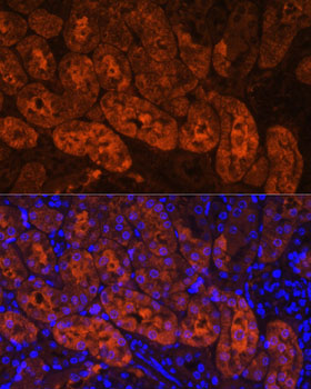 Immunofluorescence analysis of Mouse kidney using MIOX Polyclonal Antibody at dilution of 1:100. Blue: DAPI for nuclear staining.