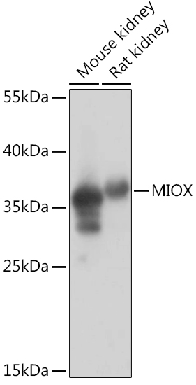 Western blot analysis of extracts of various cell lines using MIOX Polyclonal Antibody at1:1000 dilution.