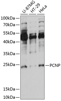 Western blot analysis of extracts of various cell lines using PCNP Polyclonal Antibody at 1:1000 dilution.