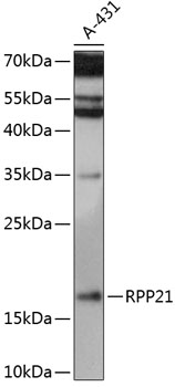 Western blot analysis of extracts of A431 cells using RPP21 Polyclonal Antibody at 1:3000 dilution.