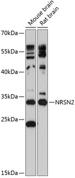 Western blot analysis of extracts of various cell lines using NRSN2 Polyclonal Antibody at 1:3000 dilution.