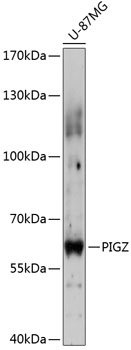 Western blot analysis of extracts of U-87MG cells using PIGZ Polyclonal Antibody at 1:3000 dilution.