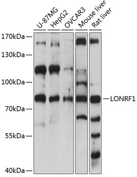 Western blot analysis of extracts of various cell lines using LONRF1 Polyclonal Antibody at 1:1000 dilution.