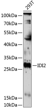 Western blot analysis of extracts of 293T cells using IDI2 Polyclonal Antibody at 1:3000 dilution.