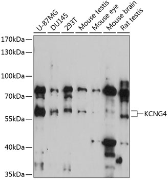 Western blot analysis of extracts of various cell lines using KCNG4 Polyclonal Antibody at 1:3000 dilution.