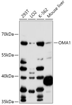 Western blot analysis of extracts of various cell lines using OMA1 Polyclonal Antibody at 1:1000 dilution.