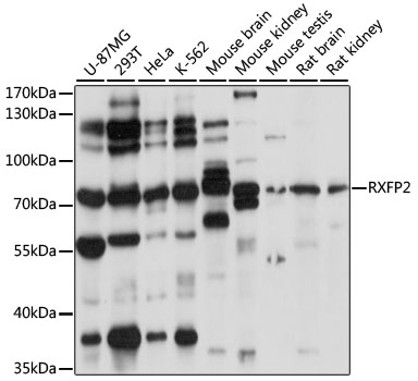 Western blot analysis of extracts of various cell lines using RXFP2 Polyclonal Antibody at 1:1000 dilution.