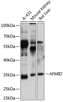 Western blot analysis of extracts of various cell lines using AFMID Polyclonal Antibody at 1:3000 dilution.