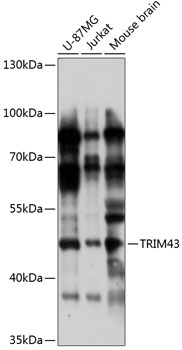 Western blot analysis of extracts of various cell lines using TRIM43 Polyclonal Antibody at 1:1000 dilution.