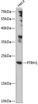 Western blot analysis of extracts of HeLa cells using PTRH1 Polyclonal Antibody at 1:1000 dilution.