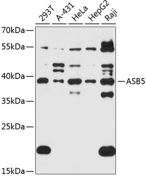 Western blot analysis of extracts of various cell lines using ASB5 Polyclonal Antibody at 1:3000 dilution.