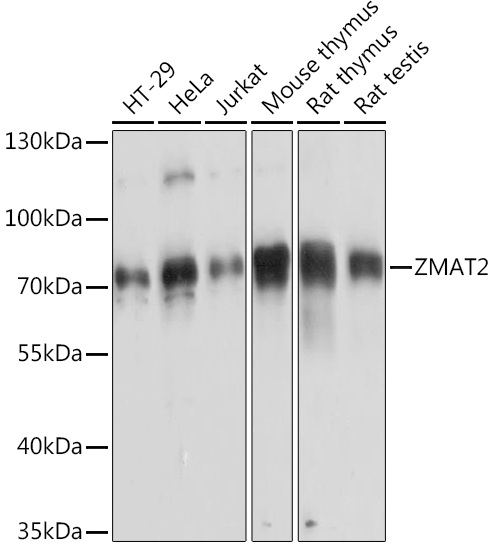 Western blot analysis of extracts of various cell lines using ZMAT2 Polyclonal Antibody at1:3000 dilution.