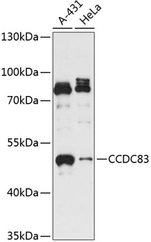 Western blot analysis of extracts of various cell lines using CCDC83 Polyclonal Antibody at 1:3000 dilution.