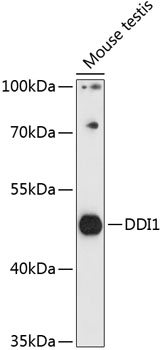 Western blot analysis of extracts of mouse testis using DDI1 Polyclonal Antibody at 1:3000 dilution.