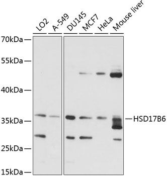 Western blot analysis of extracts of various cell lines using HSD17B6 Polyclonal Antibody at 1:1000 dilution.