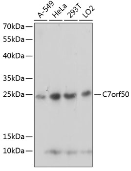 Western blot analysis of extracts of various cell lines using C7orf50 Polyclonal Antibody at 1:1000 dilution.