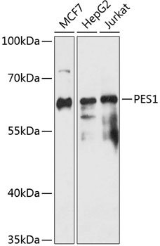 Western blot analysis of extracts of various cell lines using PES1 Polyclonal Antibody at 1:3000 dilution.