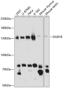 Western blot analysis of extracts of various cell lines using BUB1B Polyclonal Antibody at 1:1000 dilution.