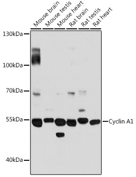 Western blot analysis of extracts of various cell lines using Cyclin A1 Polyclonal Antibody at 1:3000 dilution.