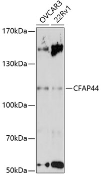 Western blot analysis of extracts of various cell lines using CFAP44 Polyclonal Antibody at 1:3000 dilution.