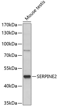 Western blot analysis of extracts of mouse testis using SERPINE2 Polyclonal Antibody at 1:1000 dilution.