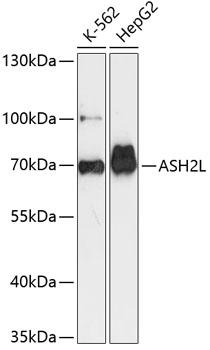 Western blot analysis of extracts of various cell lines using ASH2L Polyclonal Antibody at 1:3000 dilution.