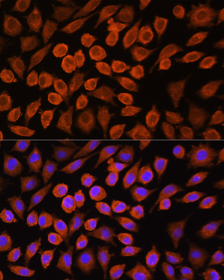 Immunofluorescence analysis of L929 cells using PDP1 Polyclonal Antibody at dilution of 1:100. Blue: DAPI for nuclear staining.