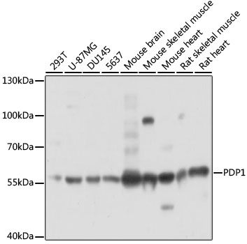 Western blot analysis of extracts of various cell lines using PDP1 Polyclonal Antibody at 1:3000 dilution.