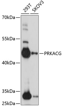 Western blot analysis of extracts of various cell lines using PRKACG Polyclonal Antibody at 1:1000 dilution.