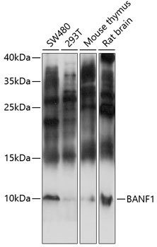 Western blot analysis of extracts of various cell lines using BANF1 Polyclonal Antibody at 1:3000 dilution.