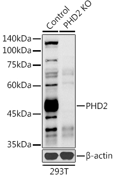 Western blot analysis of extracts from normal (control) and PHD2/EGLN1 knockout (KO) 293T cells, using PHD2/EGLN1 Polyclonal Antibody at 1:1000 dilution.