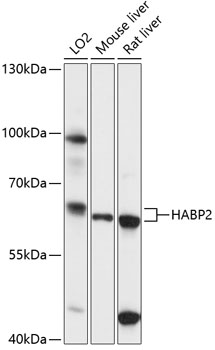 Western blot analysis of extracts of various cell lines using HABP2 Polyclonal Antibody at 1:3000 dilution.