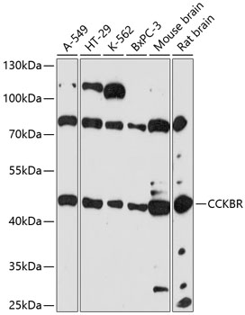 Western blot analysis of extracts of various cell lines using CCKBR Polyclonal Antibody at 1:3000 dilution.