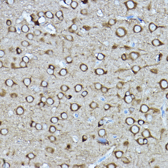 Immunohistochemistry of paraffin-embedded rat brain using [KO Validated] CRMP2/CRMP2/DPYSL2 Polyclonal Antibody at dilution of 1:400 (40x lens).Perform high pressure antigen retrieval with 10 mM citrate buffer pH 6.0 before commencing with IHC staining protocol.