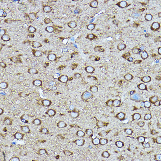 Immunohistochemistry of paraffin-embedded mouse brain using [KO Validated] CRMP2/CRMP2/DPYSL2 Polyclonal Antibody at dilution of 1:400 (40x lens).Perform high pressure antigen retrieval with 10 mM citrate buffer pH 6.0 before commencing with IHC staining