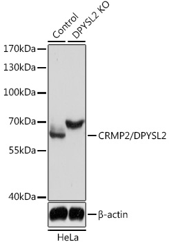 Western blot analysis of extracts from normal (control) and CRMP2/CRMP2/DPYSL2 knockout (KO) HeLa cells using CRMP2/CRMP2/DPYSL2 Polyclonal Antibody at 1:3000 dilution.