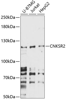 Western blot analysis of extracts of various cell lines using CNKSR2 Polyclonal Antibody at 1:1000 dilution.