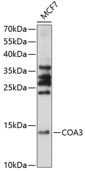 Western blot analysis of extracts of MCF7 cells using COA3 Polyclonal Antibody at 1:1000 dilution.