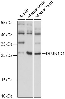 Western blot analysis of extracts of various cell lines using DCUN1D1 Polyclonal Antibody at 1:1000 dilution.