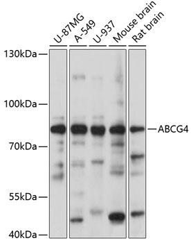 Western blot analysis of extracts of various cell lines using ABCG4 Polyclonal Antibody at 1:1000 dilution.