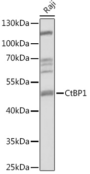 Western blot analysis of extracts of Raji cells using CtBP1 Polyclonal Antibody at1:1000 dilution.