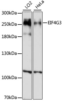 Western blot analysis of extracts of various cell lines using EIF4G3 Polyclonal Antibody at 1:1000 dilution.