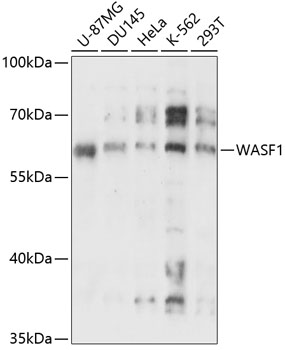 Western blot analysis of extracts of various cell lines using WASF1 Polyclonal Antibody at 1:3000 dilution.