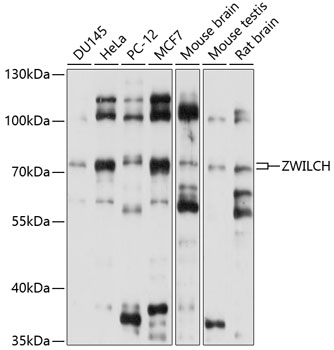 Western blot analysis of extracts of various cell lines using ZWILCH Polyclonal Antibody at 1:1000 dilution.