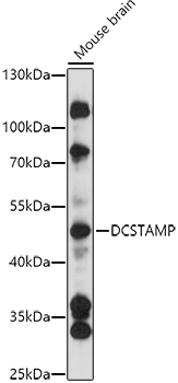 Western blot analysis of extracts of Mouse brain using DCSTAMP Polyclonal Antibody at 1:3000 dilution.