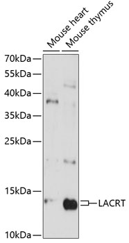 Western blot analysis of extracts of various cell lines using LACRT Polyclonal Antibody at 1:3000 dilution.